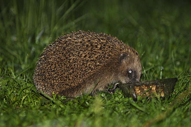 Igel