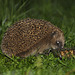 Igel