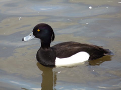 Tufted Duck