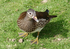 Mandarin Duck (Female)