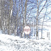 Paysages d'hiver à proximité de l'abbaye de St-Benoit-du-lac au Québec .  7 Février 2009- Colourful outlines / Contours de couleurs