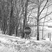 Paysages d'hiver à proximité de l'abbaye de St-Benoit-du-lac au Québec .  7 Février 2009-  B & W