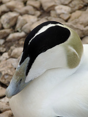 Sleeping Eider