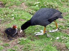 Coot with Chick