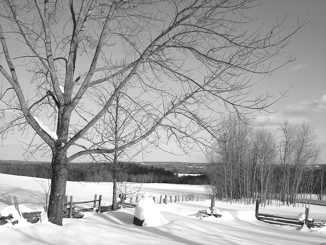 Paysages d'hiver à proximité de l'abbaye de St-Benoit-du-lac au Québec .  7 Février 2009 -  B & W