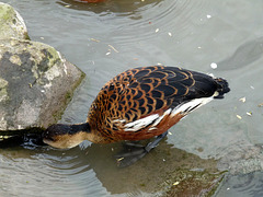 Wandering Whistling Duck