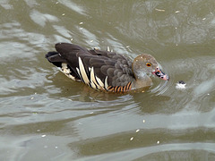 Plumed Whistling Duck