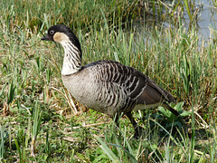 Nene Hawaiian Goose