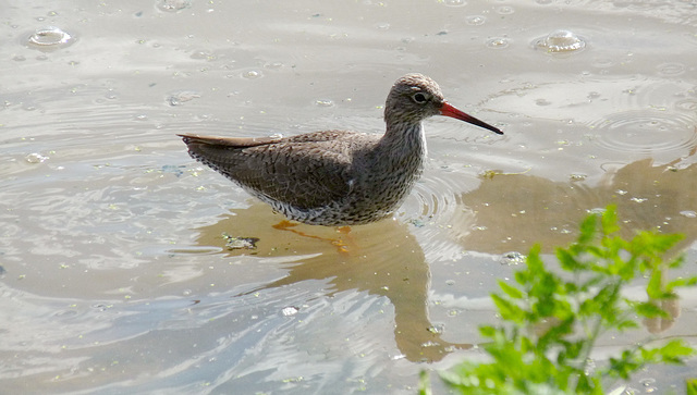 Redshank