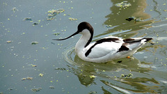 Avocet