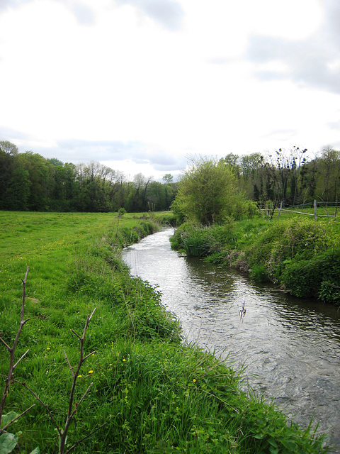 Rû d'ancoeur - Moisenay