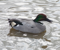 Falcated Duck