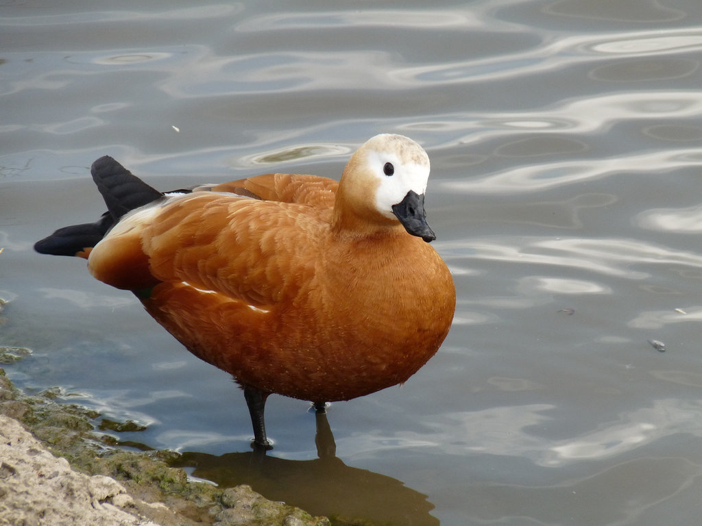 Ruddy Shelduck (Female)