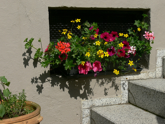 Blumenkasten am Kellerfenster