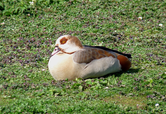 Egyptian Goose