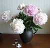 Bauernrosen