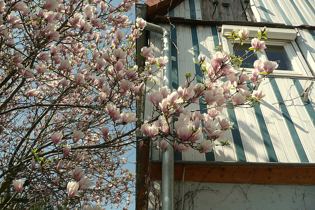 Ostern 2009 vor meinem Hause - antaû mia domo - devant ma maison