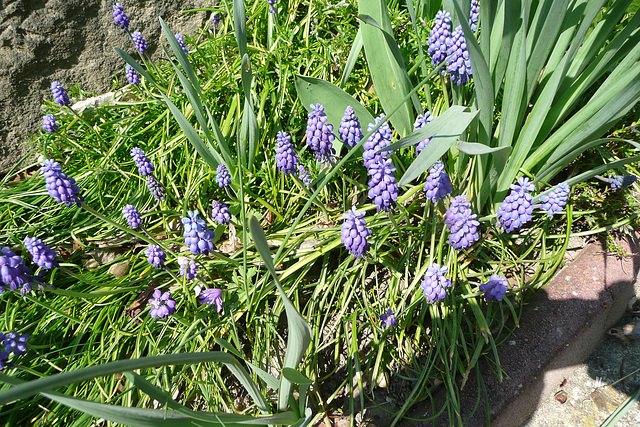 Ostern 2009 vor meinem Hause - antaû mia domo - devant ma maison