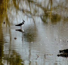 Lapwing Reflection