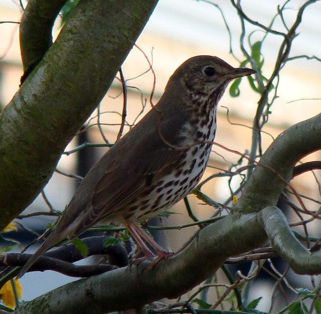 Zanglijster? (Turdus philomelos?) Zanglijster? (Turdus philomelos?)