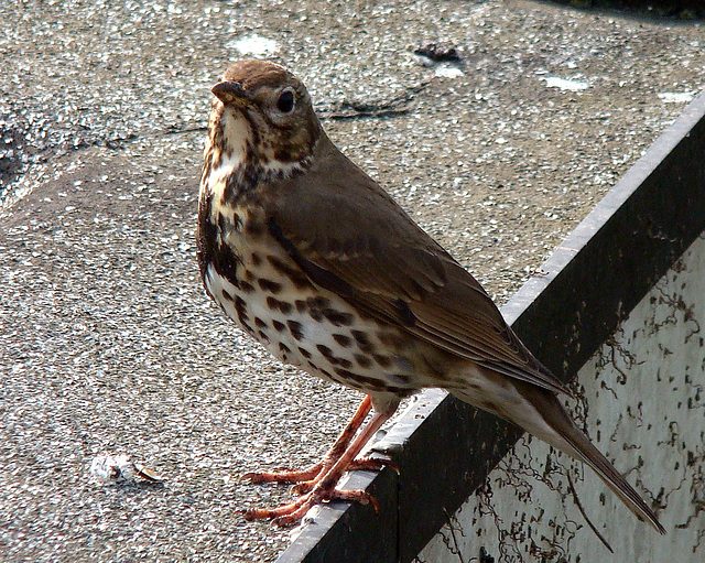 Grote lijster (Turdus viscivorus)