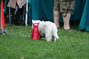 11.PrideOfPetsFunDogShow.Dupont.WDC.21June2009