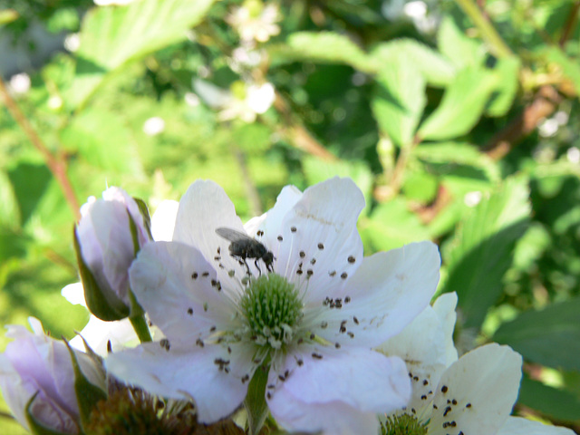 Brombeerblüte mit Gast