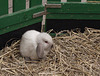 Lapin bélier joli joli