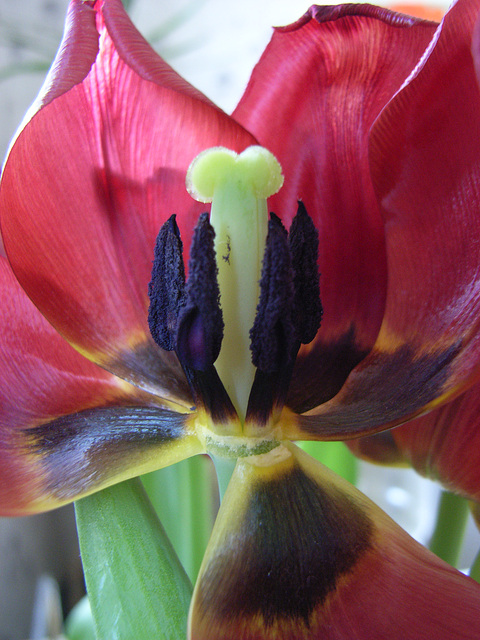 I survived a Tulip macro