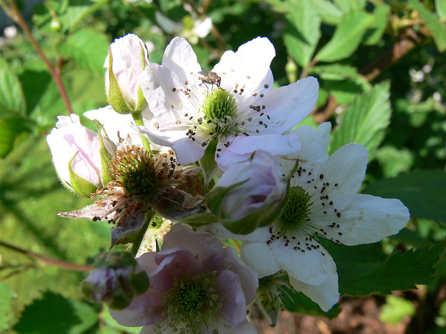 Brombeerblüten