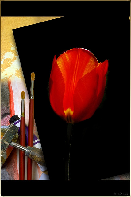 Tulpe