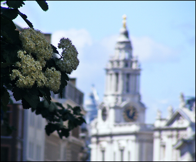 City blossoms