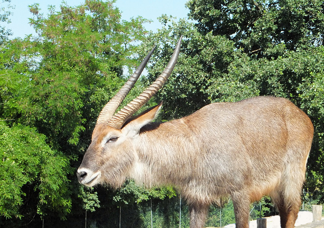 Wasserbock (Kobus ellipsiprymnus)  ©UdoSm