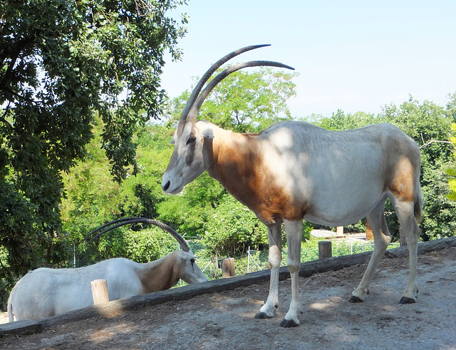 Säbelantilope (Oryx dammah)  ©UdoSm