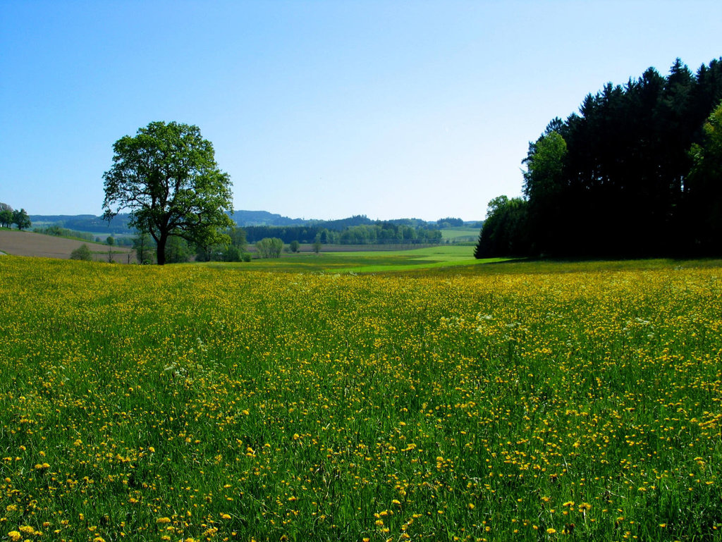 Frühling in Oberschwaben