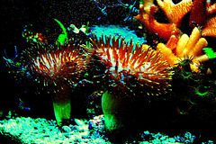 koraloj
