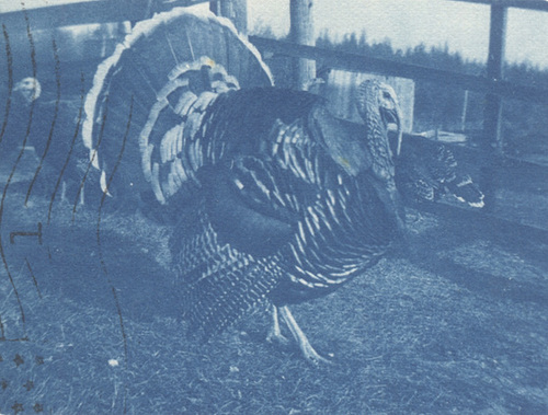 Thanksgiving Season's Greetings, 1908 (Cropped)