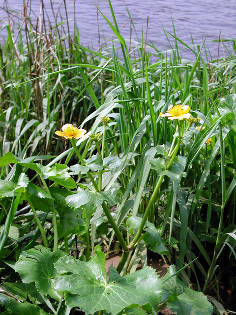 DSCN0628 Vegetation an der Hunte