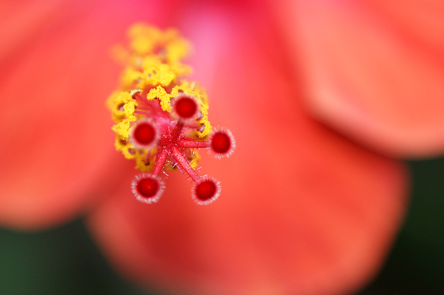 pistil d'hibiscus