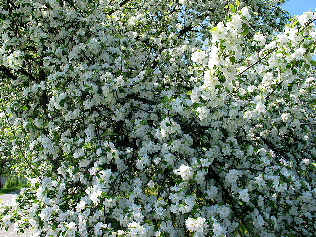 nichts als Blüten......