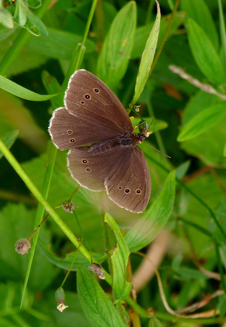 Ringlet