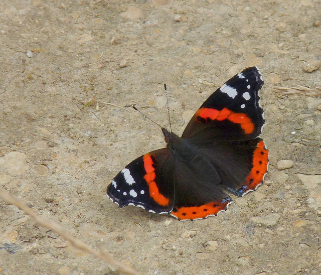 Red Admiral