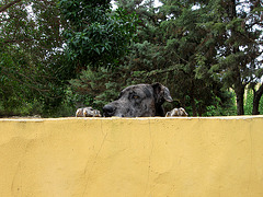 Watchdog
