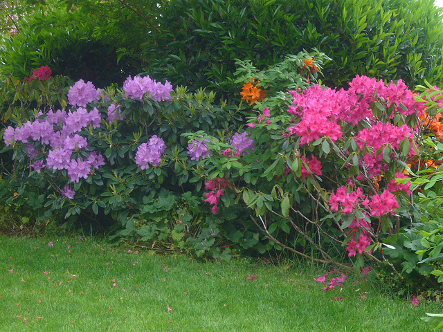 Rhododendren