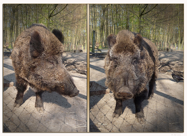 Wild Boar