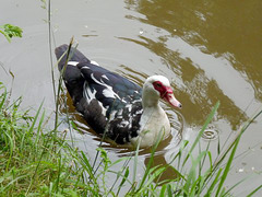 Muscovy Duck