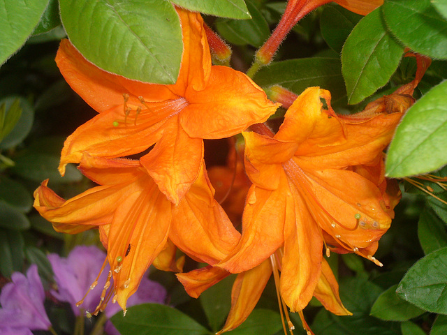 Rhododendronblüte