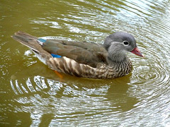 Carolina Wood Duck