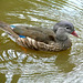 Carolina Wood Duck