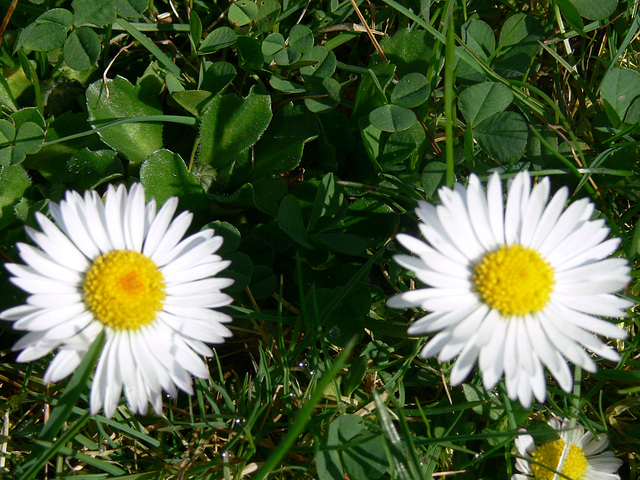 Gänseblümchen-Duo